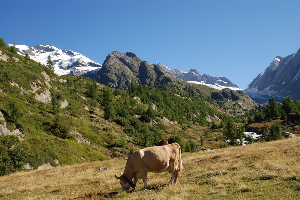 Alpenhotel Zur Wildi Lauchernalp Wiler Extérieur photo